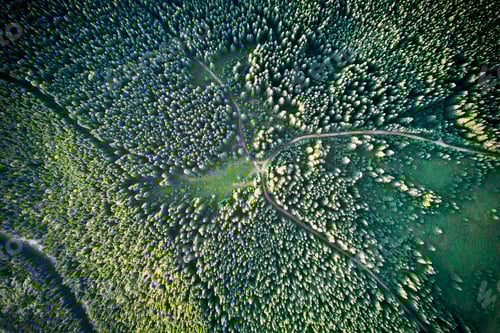 Preview: Mountain forest with green trees, roads and hiking paths.