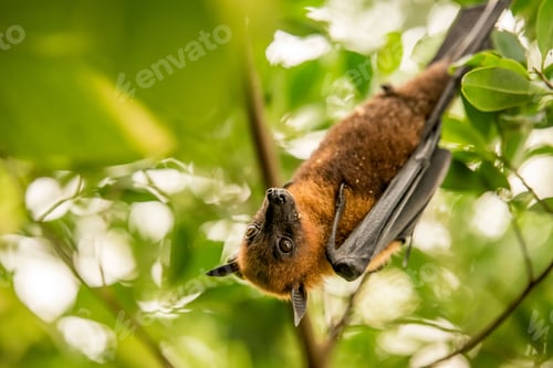 Preview: A little red flying fox bat,hanging upside-down on a tree branch, with green trees in the background