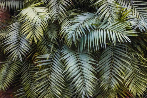 Preview: Large leafy and fresh green leaves as organic texture.