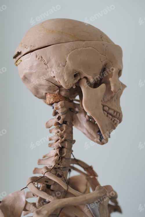 Preview: Educational model of the human body skeleton. Human anatomy. The structure of human body, cranium.