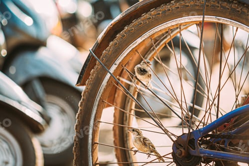 Preview: Goa, India. Close Up Of Bike Wheel Of Bicycle On Street. Goa, India. Close Up Of Bike Wheel Of