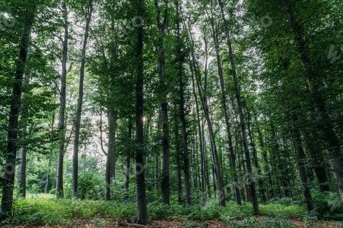 Preview: dramatic shot of green forest on cloudy day