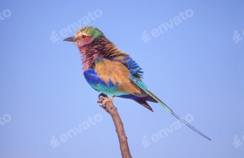 Preview: Lilac-Breasted Roller