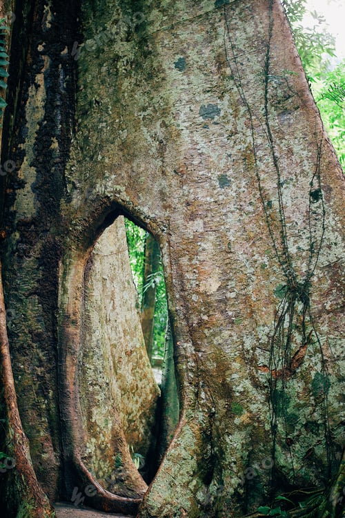 Preview: Background of the textured tree trunk. Toned with color filter and soft noise to get old camera effe