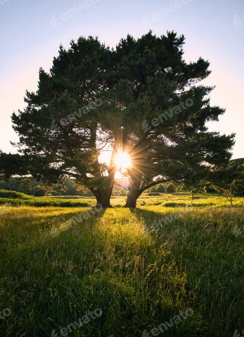 Preview: Sunstar between pine trees