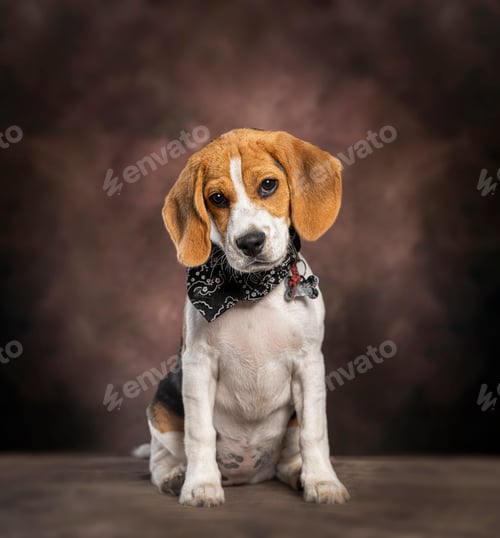 Preview: Beagle puppy wearing bandana sitting in studio
