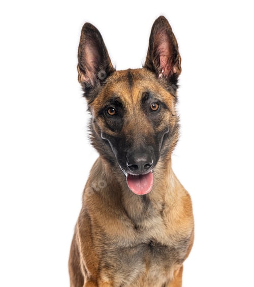 Preview: Belgian malinois dog looking directly at camera