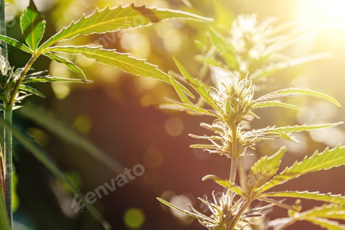 Preview: Flowering hemp grows in the garden