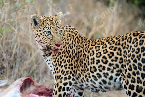 Preview: Female leopard, Panthera pardus, feeding on an impala.