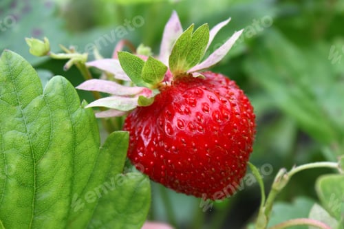 Preview: Ripe strawberry