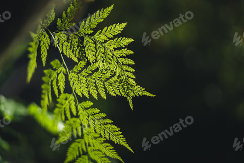 Preview: Fern leaves in nature with evening light