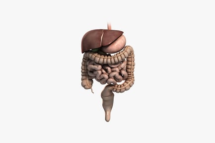 Preview: Human digestive system anatomy
