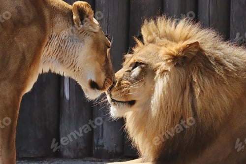 Preview: Lioness and a lion touching each other with noses