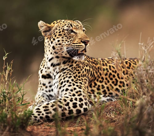 Preview: A Beautiful wildlife in the World