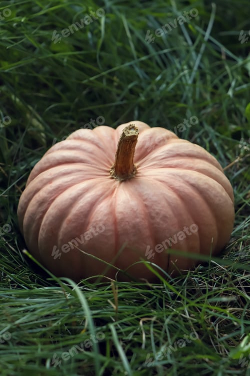 Preview: Whole ripe pumpkin among green grass outdoors