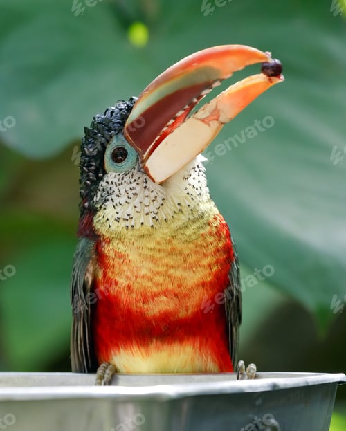 Preview: Tropical bird