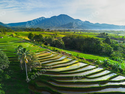 Preview: indonesia beauty landscape paddy fields in north bengkulu natural beautiful morning view from asia