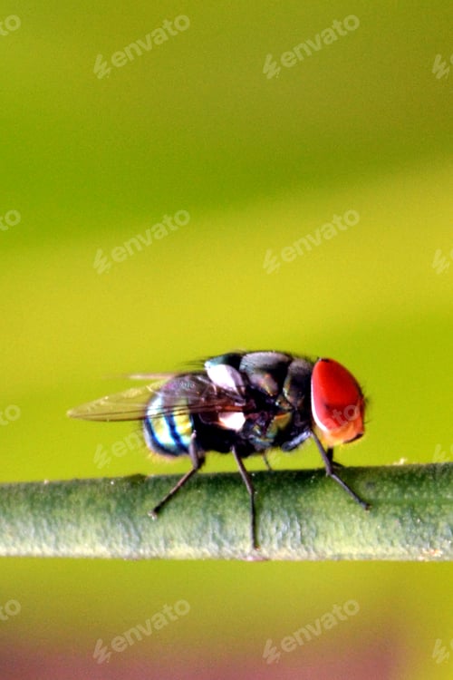 Preview: The Fruit Fly