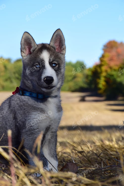 Preview: Husky puppy sitting in a field