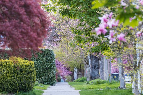 Preview: Blossoming alley