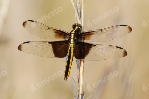 Preview: Female Widow Skimmer Dragonfly. Dover, Tennessee