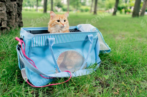 Preview: in the summer in a park on green meadow, a red fluffy cat sits on a pink leash near a soft blue