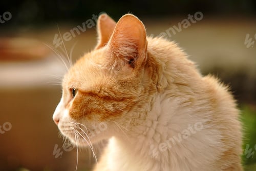 Preview: Yellow cat