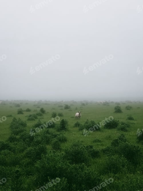Preview: Lone Sheep Grazing in a Field of Greenery