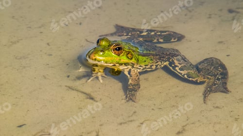 Preview: Vibrant green edible frog sitting in a tranquil pool of water, gazing at the camera