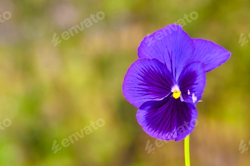 Preview: Pansy flower in purple color under a green background