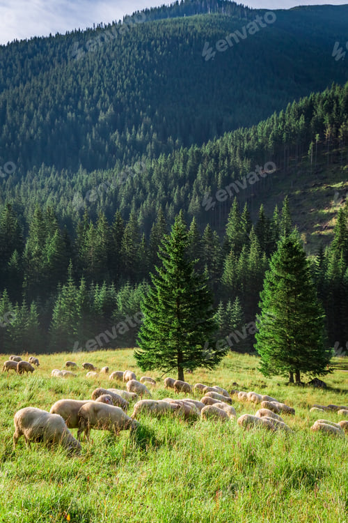 Preview: Grazing herd of sheep on green meadow, Tatra Mountains