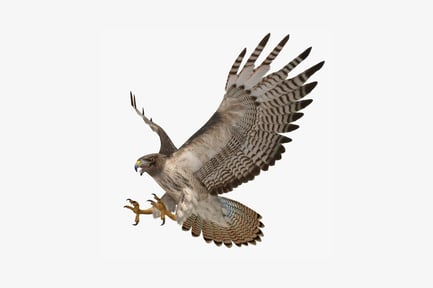 Preview: Hawk in flight with extended talons