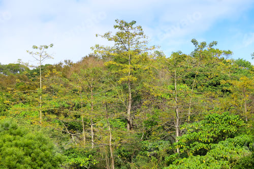 Preview: forest Landscape