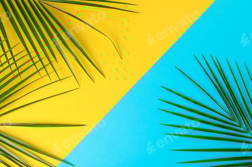 Preview: Beautiful palm leaves on two tone background, top view and space for text. Exotic plant