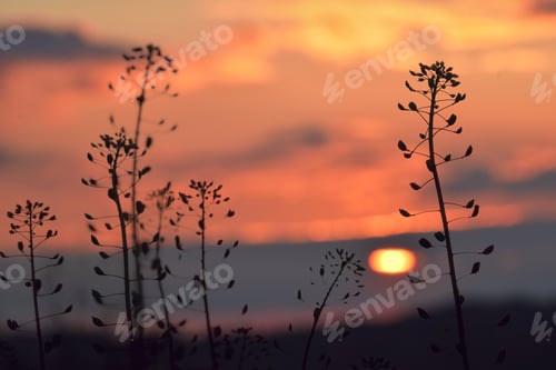 Preview: shepherd's purse, wild flowers grass silhouettes, sunset dramatic red sky background, copy space