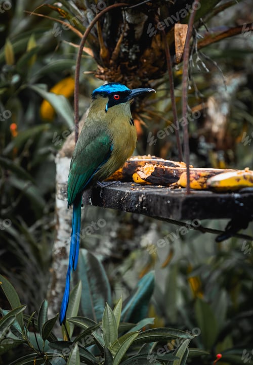 Preview: Tropical bird in Salento Colombia enjoying some fruit