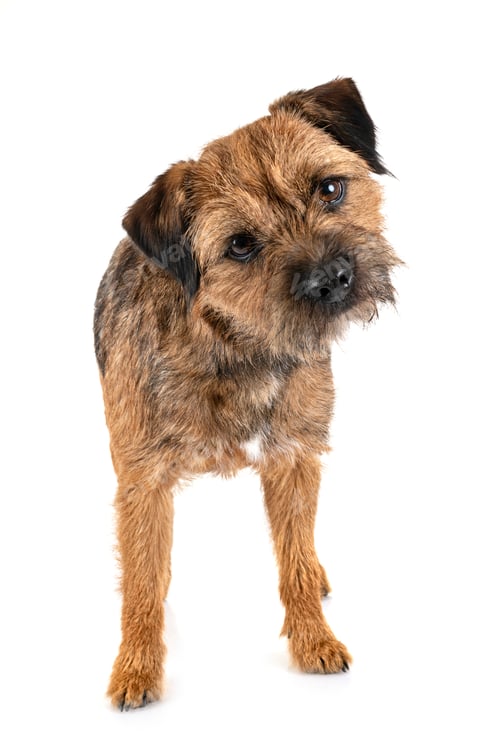 Preview: border terrier in studio