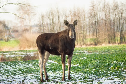 Preview: A female moose stands in an agricultural field