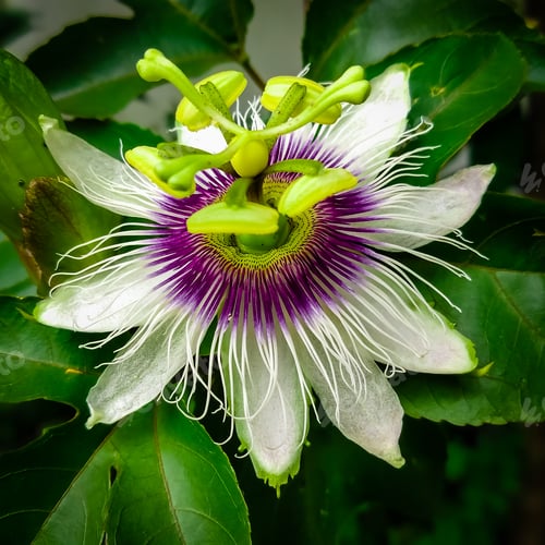 Preview: Close-up passion fruit flower with its leave