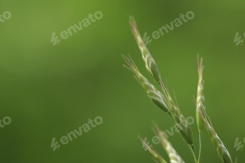 Preview: flower, butterfly, summer, plant, macro, green, nature, insect, wing, animal, grass, closeup, natura