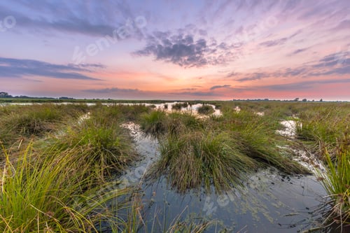 Preview: Large clumps of Soft rush