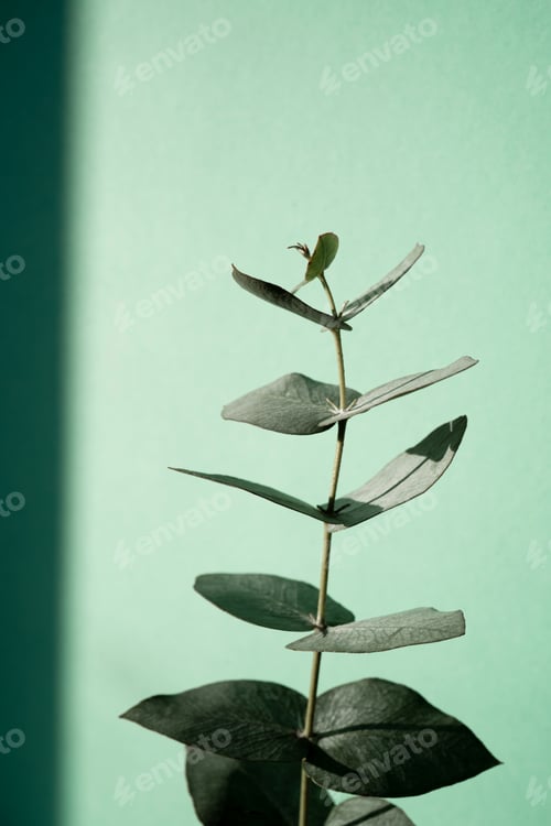 Preview: A green branch of eucalyptus on a green background