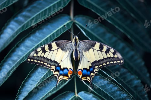 Preview: Swallowtail Butterfly on green leaf close up