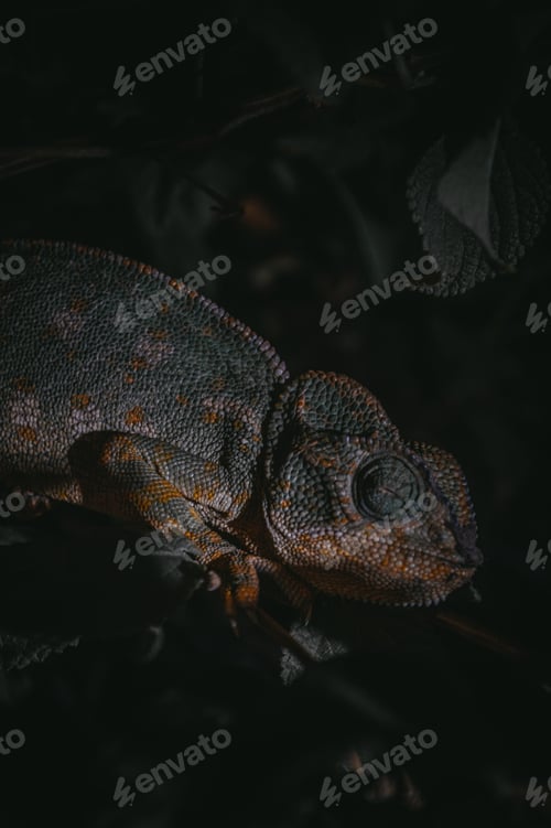 Preview: Chameleon