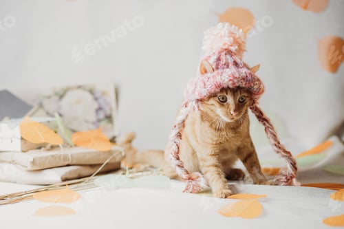 Preview: Adorable Cat in Pink Hat on White Background