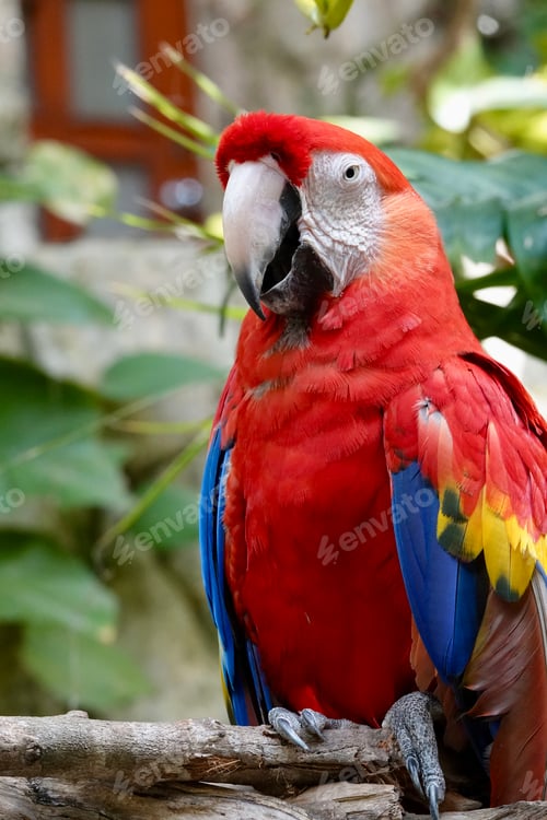 Preview: Scarlet Macaw
