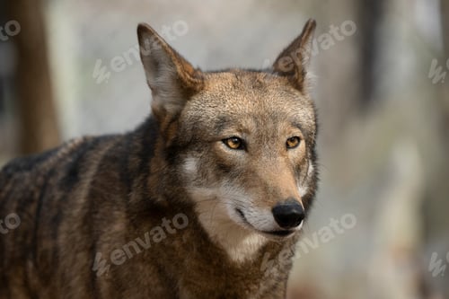 Preview: Red Wolf