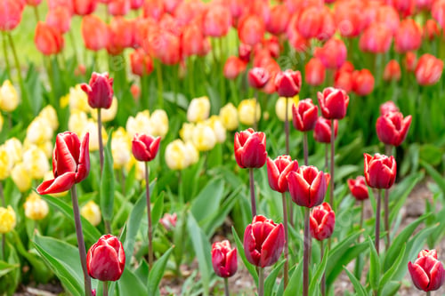Preview: Red Tulip With White Edge Flowers With Green Leaves Blooming In A Meadow, Park, Flowerbed Outdoor