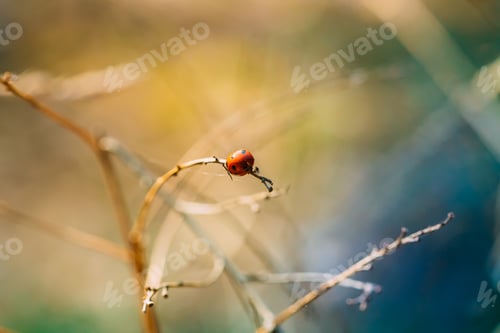 Preview: Red Ladybird, Ladybug, And Lady Beetle Or Coccinellidae Beetle S