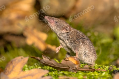 Preview: Crocidura Shrew walking on forest floor